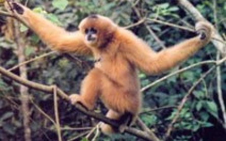 Hundred Of Rare Primates Found In Quang Binh