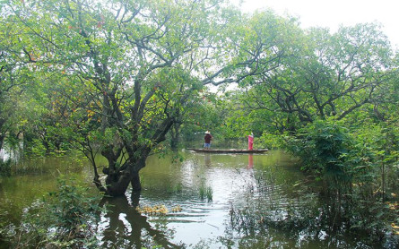 Chiêm ngưỡng rừng lộc vừng 400 tuổi trị giá hàng trăm tỷ ở Lệ Thủy