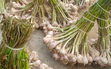 Tỏi Quảng Minh – Món quà ý nghĩa cho du khách