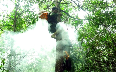 Mật ong rừng Quảng Bình – Món quà quý từ thiên nhiên