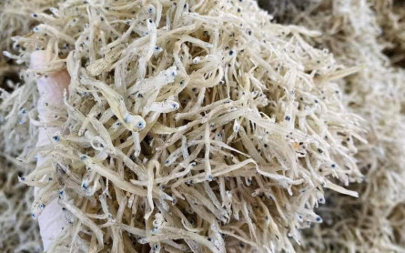 Cá bờm trắng khô – Đặc sản của vùng biển Hải Ninh, tỉnh Quảng Bình