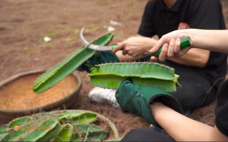 Trà Xương Rồng – Thức uống độc đáo mang đậm hương vị Quảng Bình