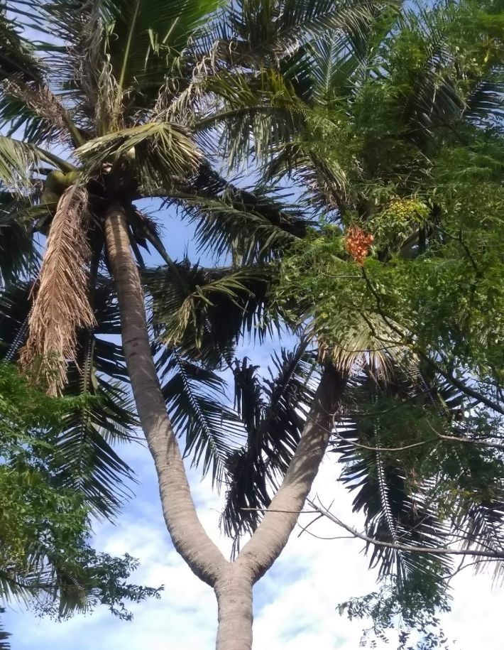 Cây dừa hiếm lạ