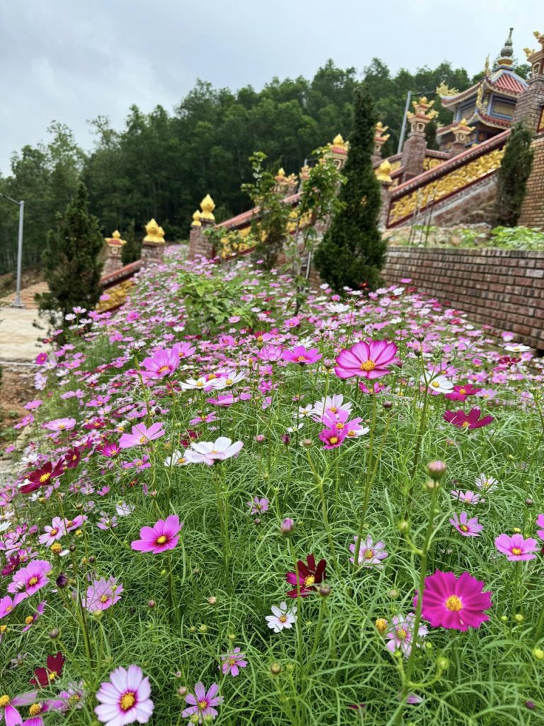 Vườn hoa khoe sắc đón xuân trong khuôn viên chùa
