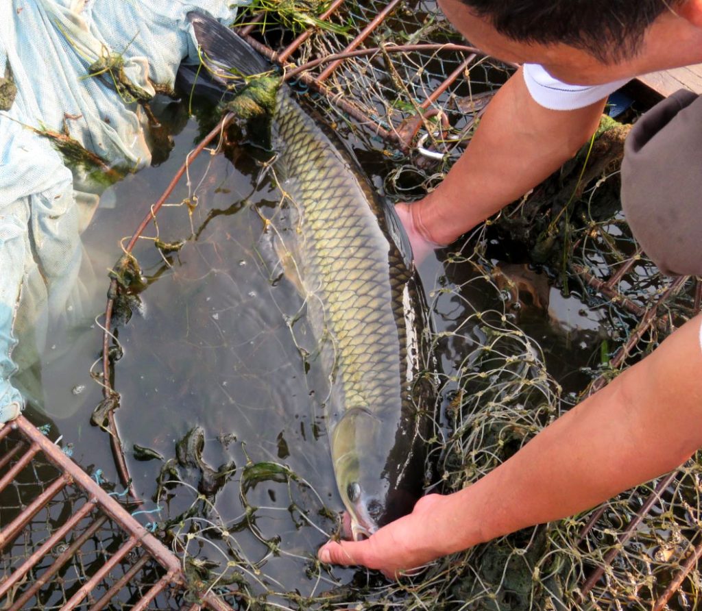 Cá trắm Sông Son
