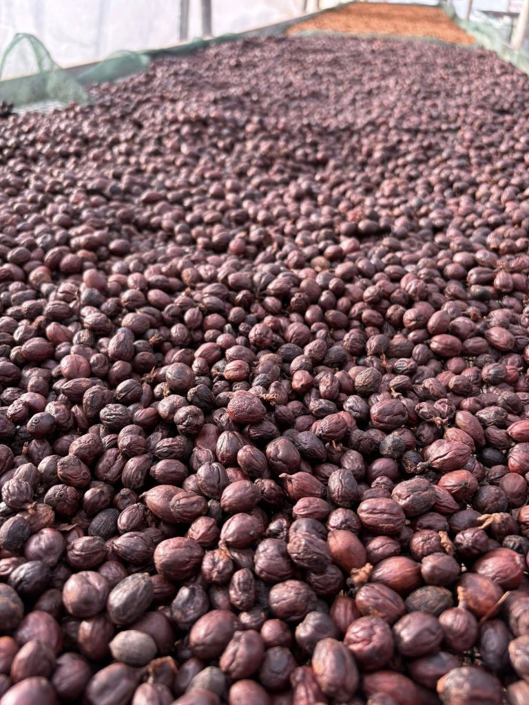 Hương vị cà phê Khe Sanh đậm đà, không thể lẫn vào đâu được
